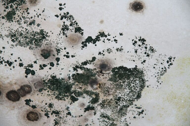 mold in home