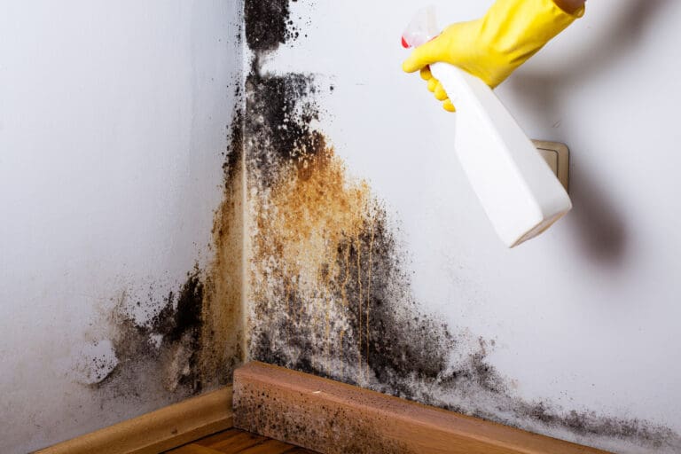 Mold in Our home