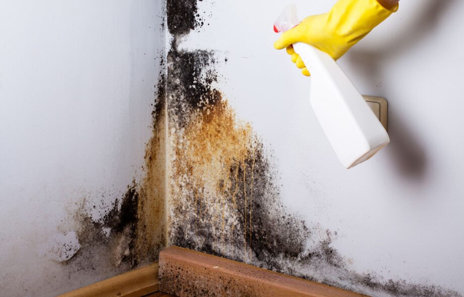 Mold in Our home